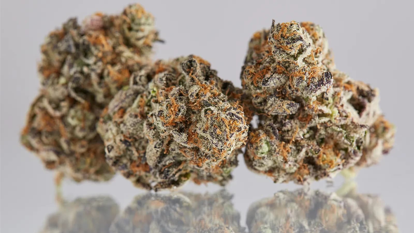 The Flowers Everyone Loves